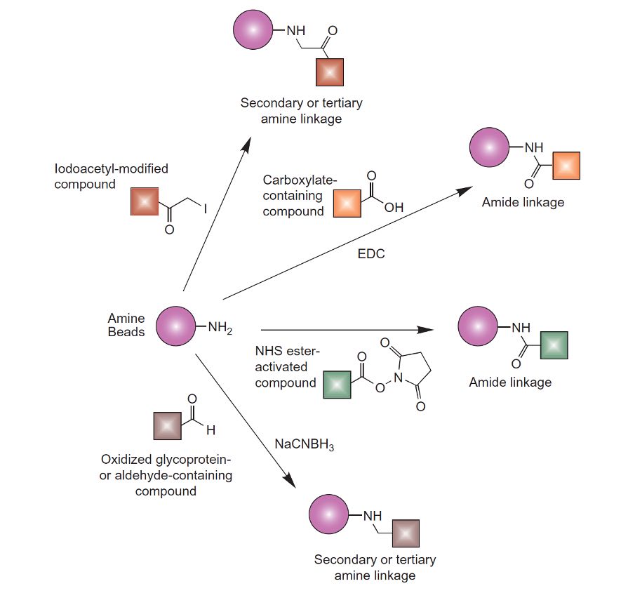 Amine-containing particles can be conjugated using alkylation or acylation reactions to result in secondary or tertiary amine linkages or amide bonds.