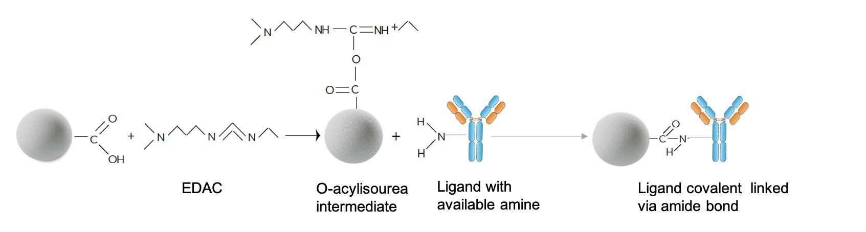 Carboxyl-modified microspheres can be conjugated to a biomolecule using two-step reaction