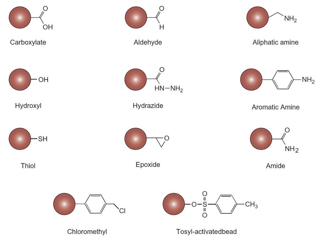 Common functional groups or reactive groups on particles that provide the ability to couple proteins or other ligands
