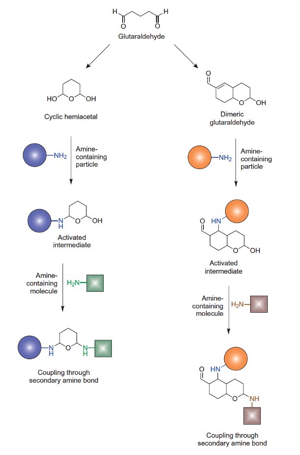 Glutaraldehyde-mediated immobilization onto amine particles 