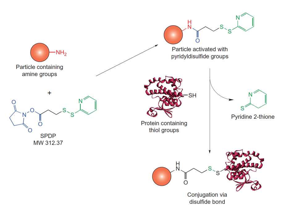 conjugation to Amine Particles using N-succinimidyl 3-(2-pyridyldithio)propionate (SPDP) 