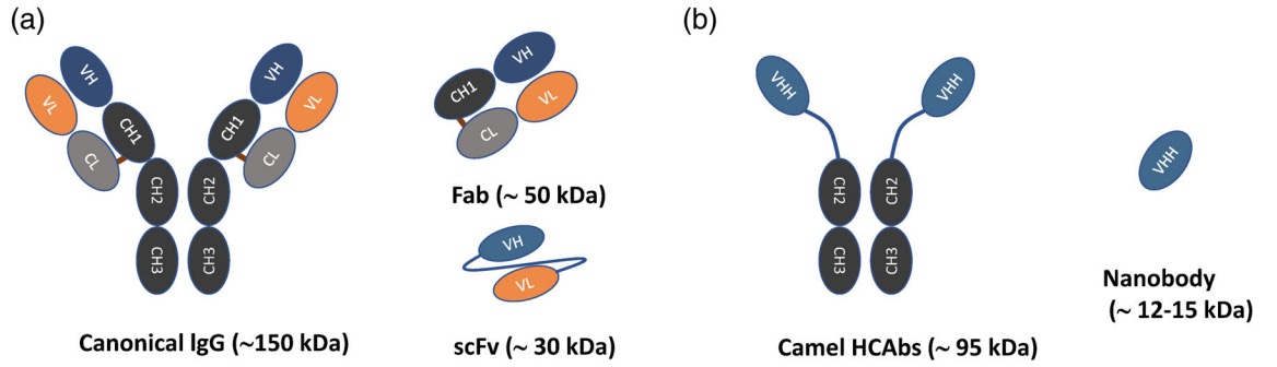 Comparison_of_Antibody_and_Nanobody_VHH