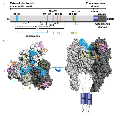 Representation of antigenic sites on the mature rabies virus glycoprotein G