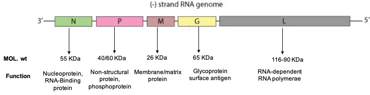 Rabies Virus Genome and encoded protein