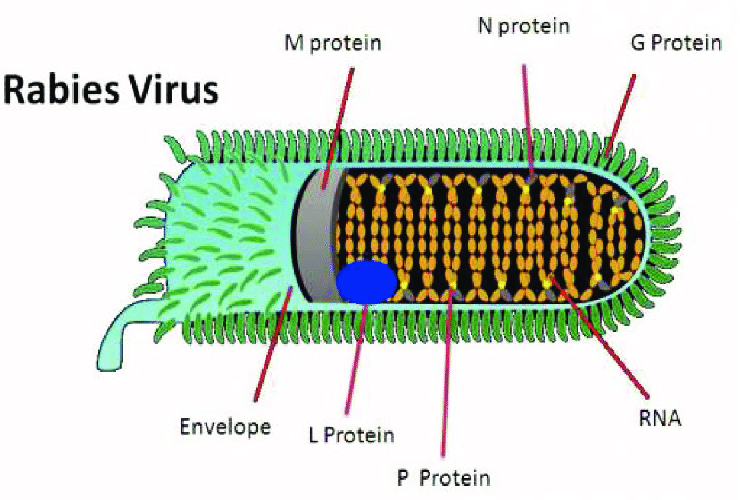 The structure of Rabies virus