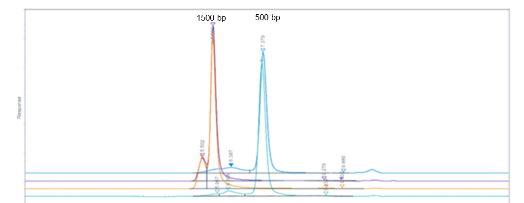 Size exclusion chromatography (SEC) of dsRNA Controls. 