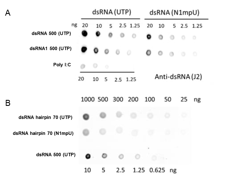 . Representative Dot blot images to detect dsRNA Controls