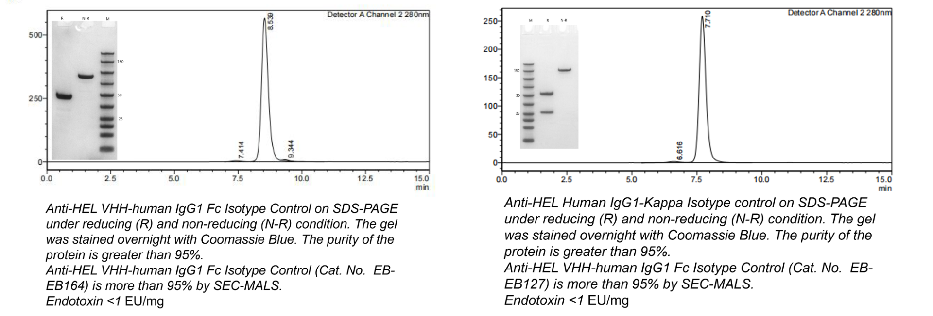 Isotype Antibody Control 